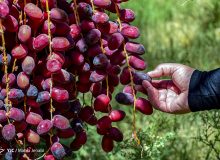گزینه طلایی برای جانشینی صادرات نفت