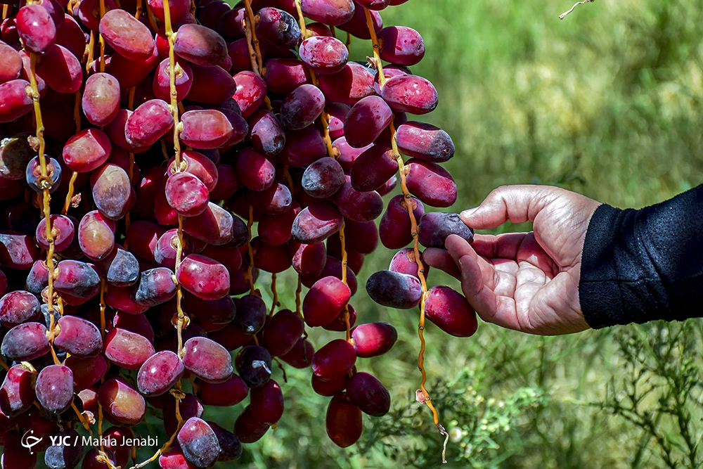 گزینه طلایی برای جانشینی صادرات نفت