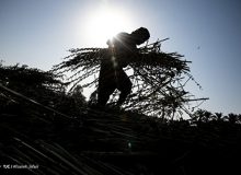 تامین کسری بودجه دولت از جیب کشاورزان