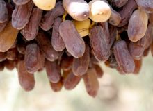 پیارم ، عروس خرماهای ایران
