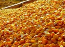 چه کسی ذرت‌های آلوده را تحویل داد؟