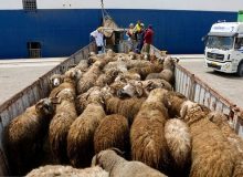 خرید تضمینی دام مازاد و چند سوال بی‌جواب