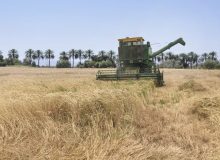 تاکید مسئولان بر خرید گندم بالاتر از قیمت وارداتی از کشاورز