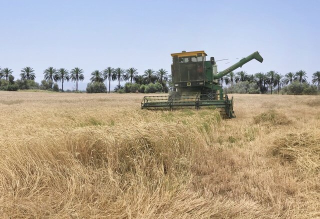 تاکید مسئولان بر خرید گندم بالاتر از قیمت وارداتی از کشاورز