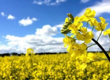 قیمت تضمینی دانه‌های روغنی افزایش یافت