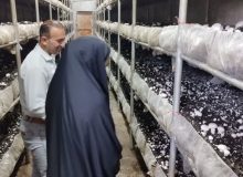 سامانه جستجوی شغل امروز رونمایی شد
