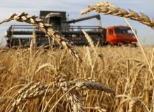 خرید تضمینی گندم از 9.5 میلیون تن گذشت