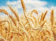 نرخ خرید تضمینی گندم 23 هزار تومان تصویب می‌شود