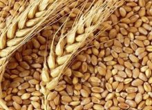 تعیین نرخ تضمینی گندم به یک شورای 6 نفره سپرده شد
