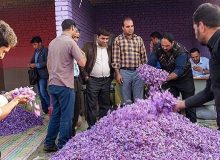 نیمی از ارزش طلای سرخ ایران در جیب عده‌ای خاص
