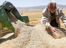 مسیر خودکفایی کامل گندم برای سال آینده ریل‌گذاری شد