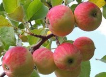عوارض صادراتی سیب لغو شد