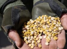 پشت صحنه جنگ دوگانه؛ صهیونیست‌ها غزه را با مواد مخدر پر کرده‌اند